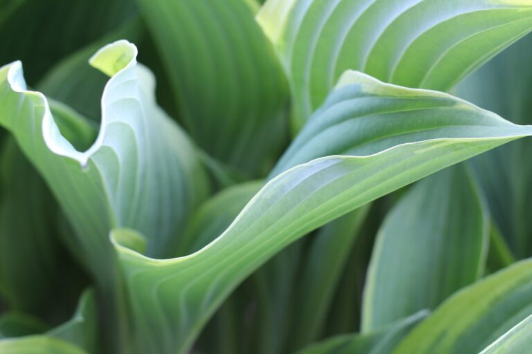 hosta-4183604_1920